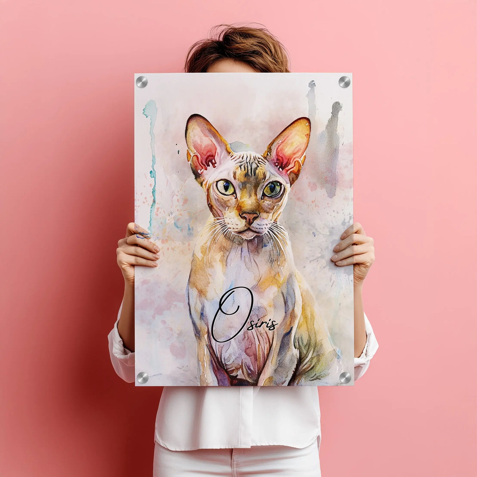 Aquarell Tierportrait einer Sphynx Katze auf Acrylglas 60x90 cm. Frontal gehalten von einer Frau vor einer pinken Wand.